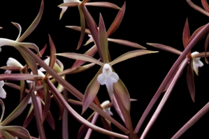Epidendrum lacustre Wow Fireworks AM/AOS 80 pts.